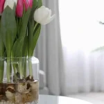 como-cultivar-tulipanes-en-pleno-invierno-en-agua-5-pasos.webp.webp